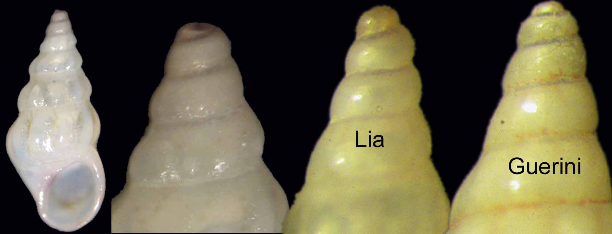 Rissoa variabilis